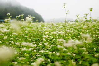 제주 보롬왓 메밀꽃축제