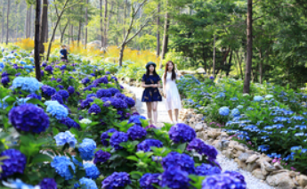 수국명소 전남 보성 윤제림