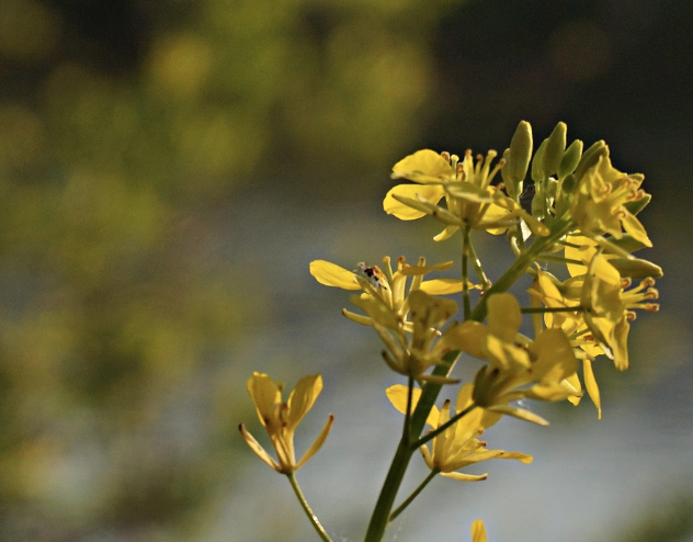 2025 구리 유채꽃축제