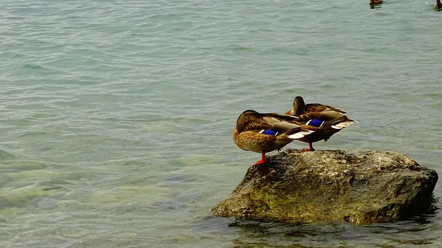 틱톡 라이트 이벤트 참여가 제한된 계정입니다 해결 방법과 대안책_5