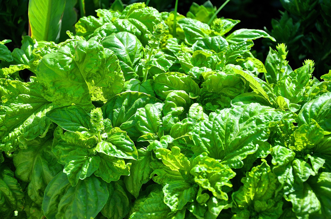 스위트 바질 (Sweet Basil, Ocimum basilicum)
가장 널리 사용되는 품종