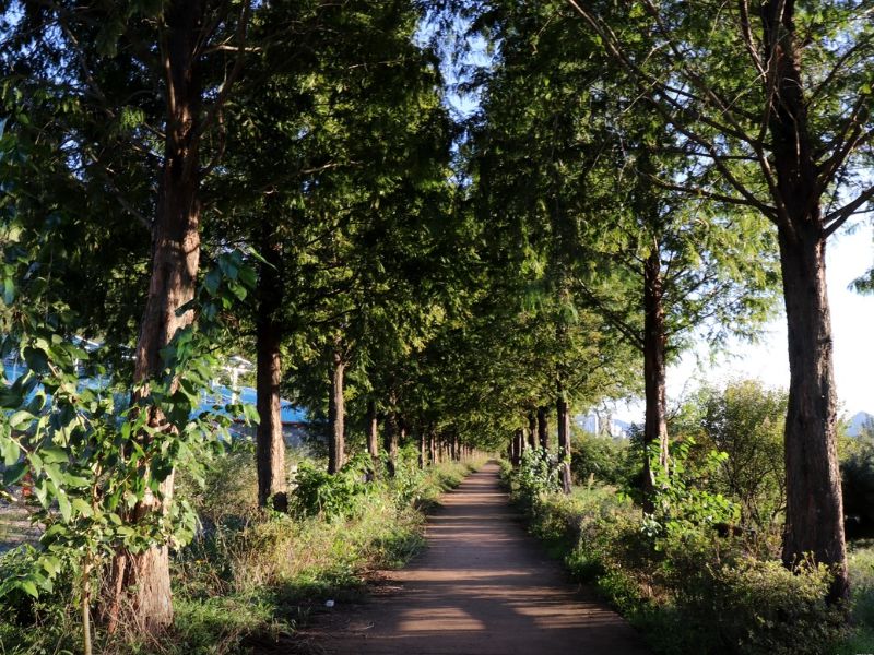 공주 메타세콰이어길