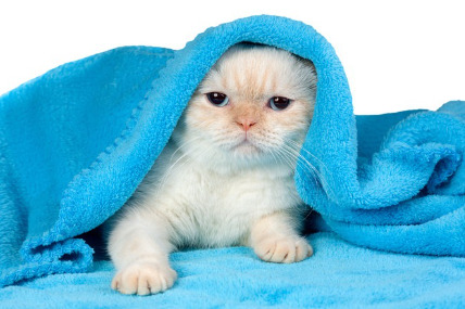 수건에 돌돌 말린 고양이.