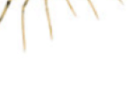 돈벌레 나오는 이유