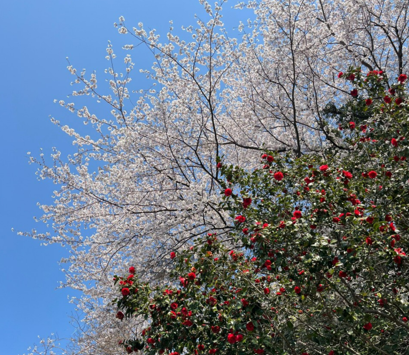 2026 벚꽃 개화 시기 지도 및 만개 시기 총정리