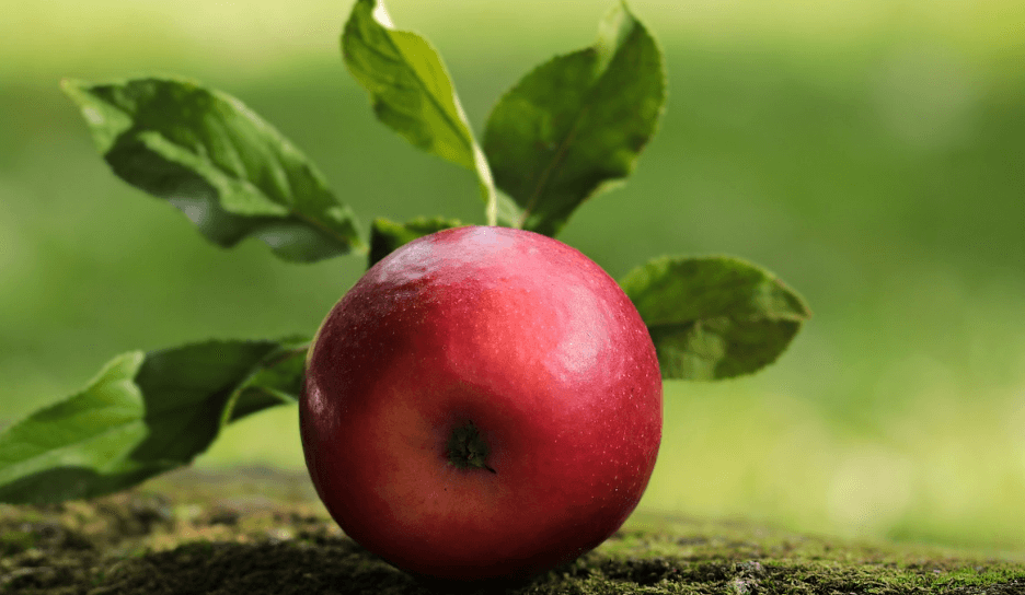 잘 익은 사과 하나