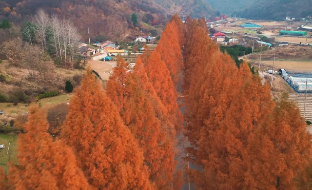 가을에 꼭 가봐야 명소 부귀 메타세쿼이아길