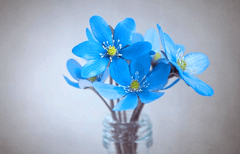 유리병 안에 하늘색 꽃들이 여러송이 꽂아졌다.