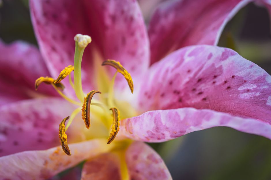A detailed macro shot of a vibrant pink lily flower in full bloom, showcasing its intricate petals.