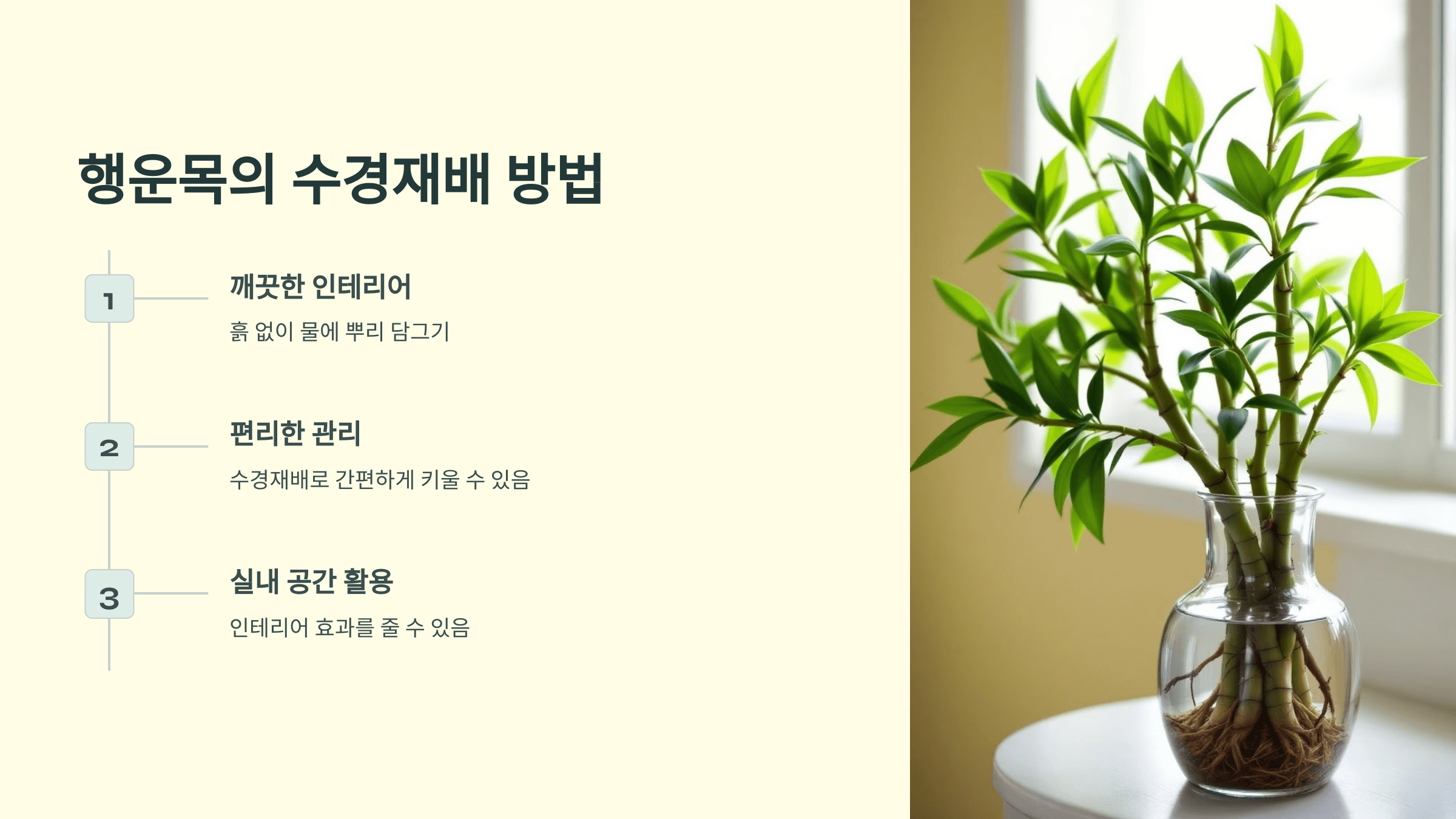 행운목과 관련된 사진입니다.