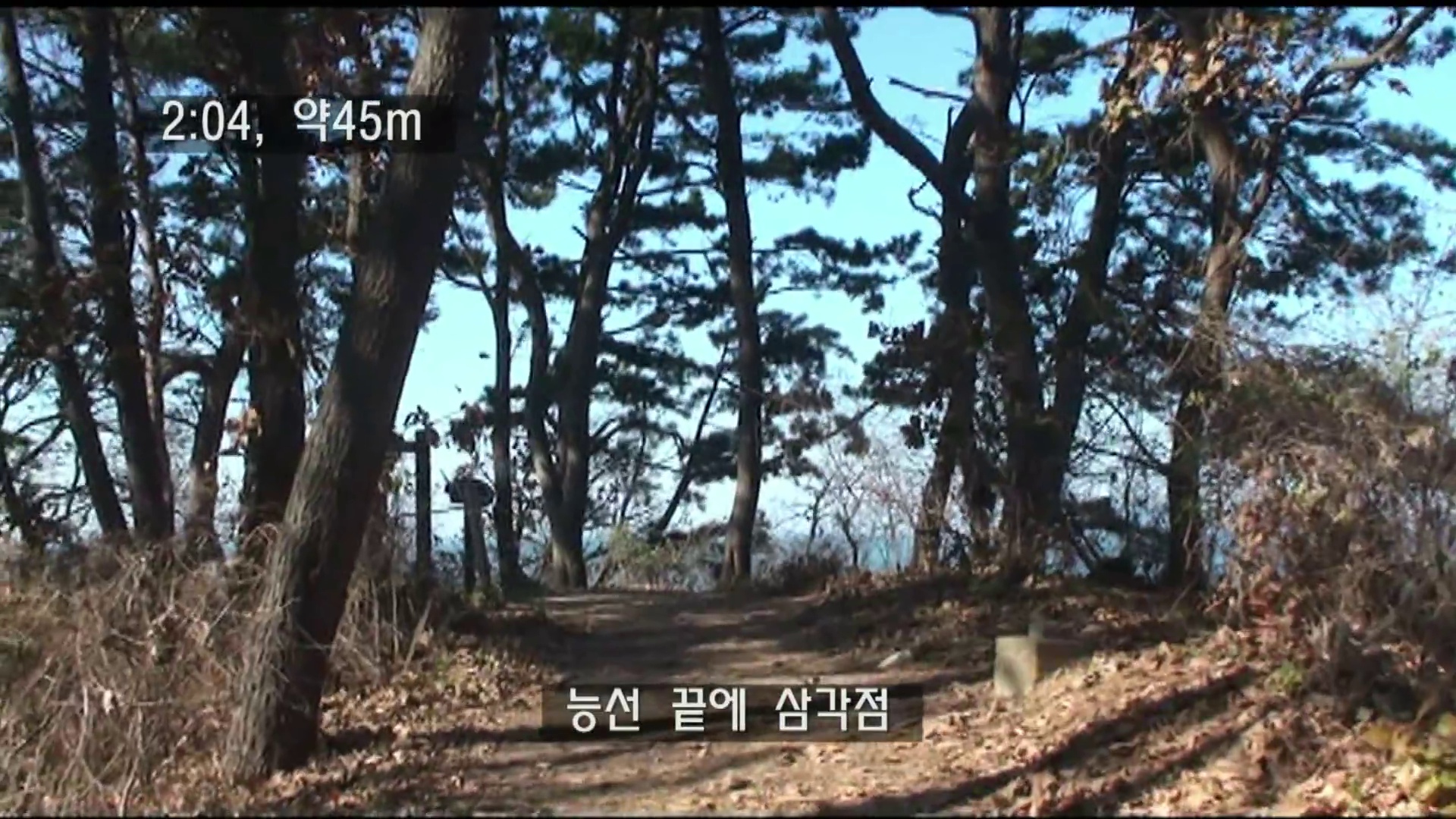 바다가 비치는 소나무 능선 끝