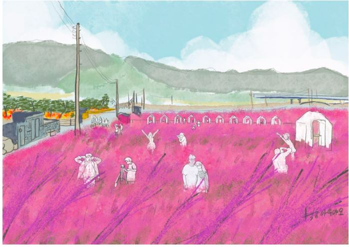 고창 핑크뮬리 축제