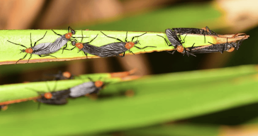 잎사귀 위에 떼로 모여 앉아 있는 러브버그 무리 사진