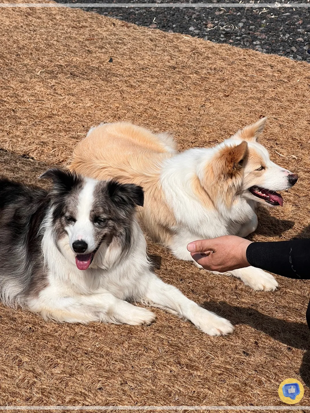 제주-글램핑-숙소-스타빌-액티비티-총정리-별자리-낚시-어질리티-페달카트-여행-보더콜리