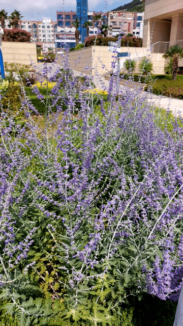산토리니광장에 심어진 라벤더 허브