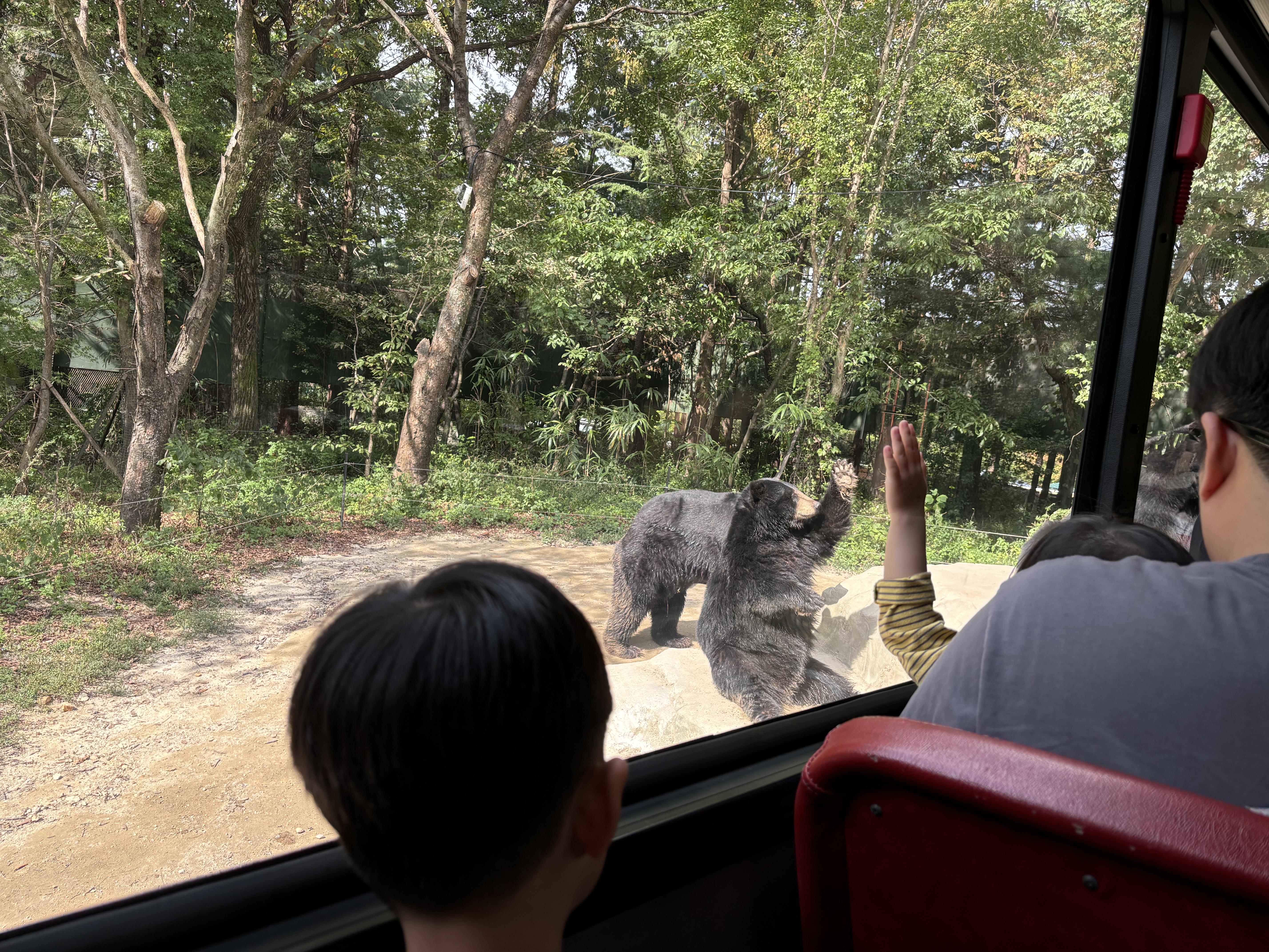 대전오월드 사파리