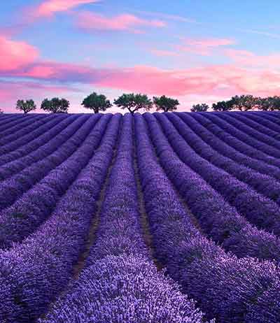 라벤더 꽃말 의미