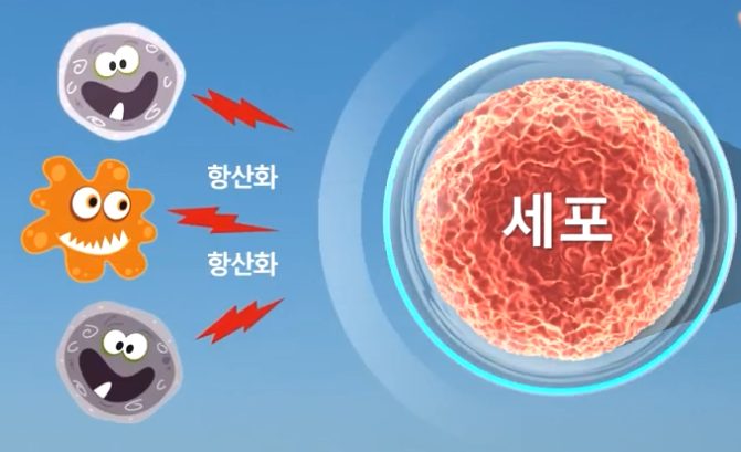 세포의 항산화 도식화