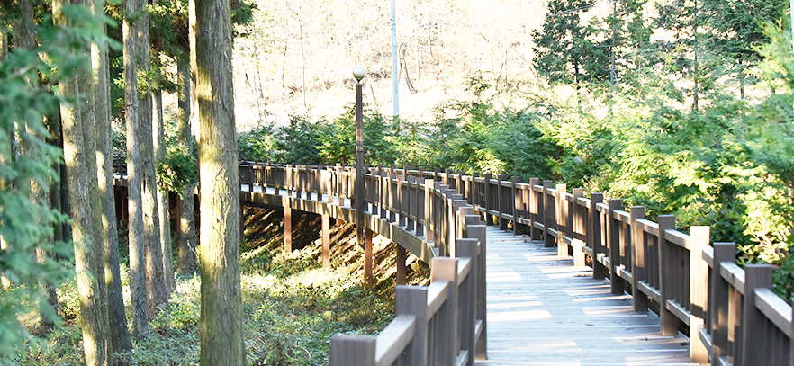 정남진 편백나무숲