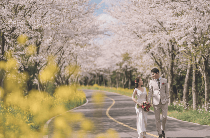 봄 스냅사진 벚꽃 유채꽃