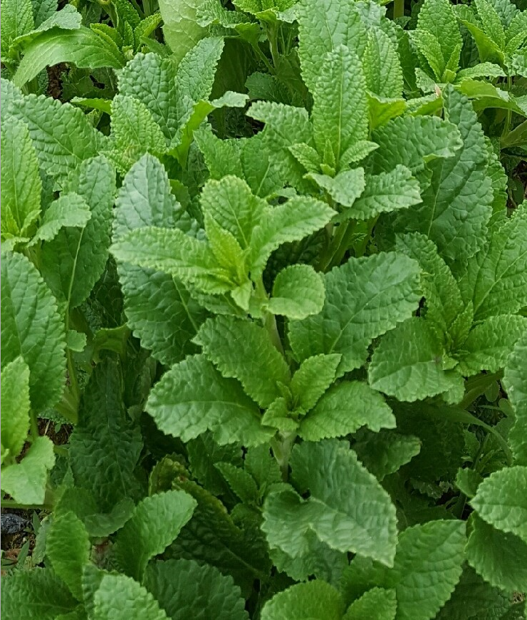 곰보배추 효능 부작용