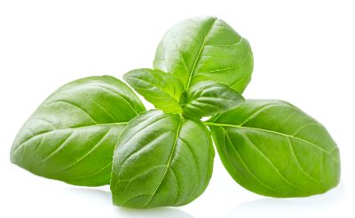 바질의 영양과 효과 효능