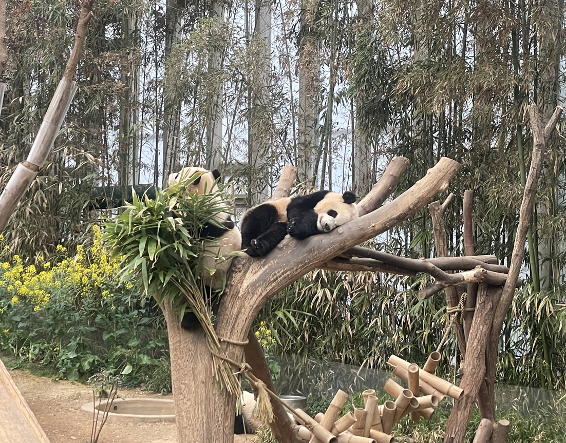 에버랜드 판다월드