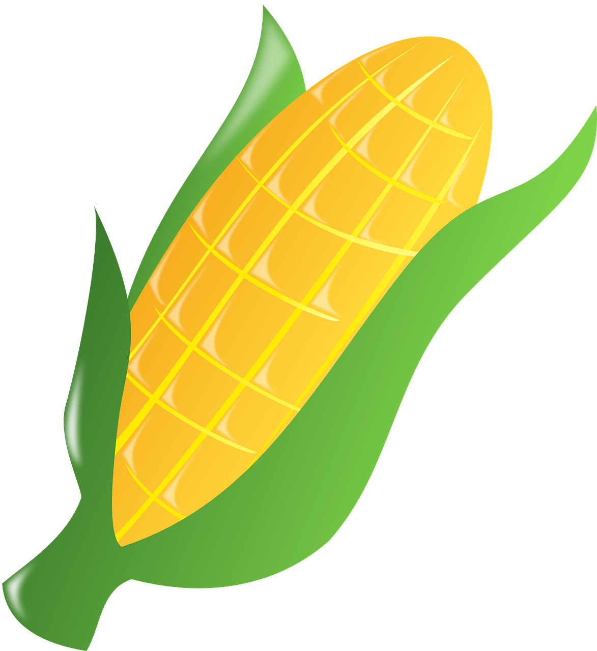 옥수수 농사&amp;#44; 옥수수 심기