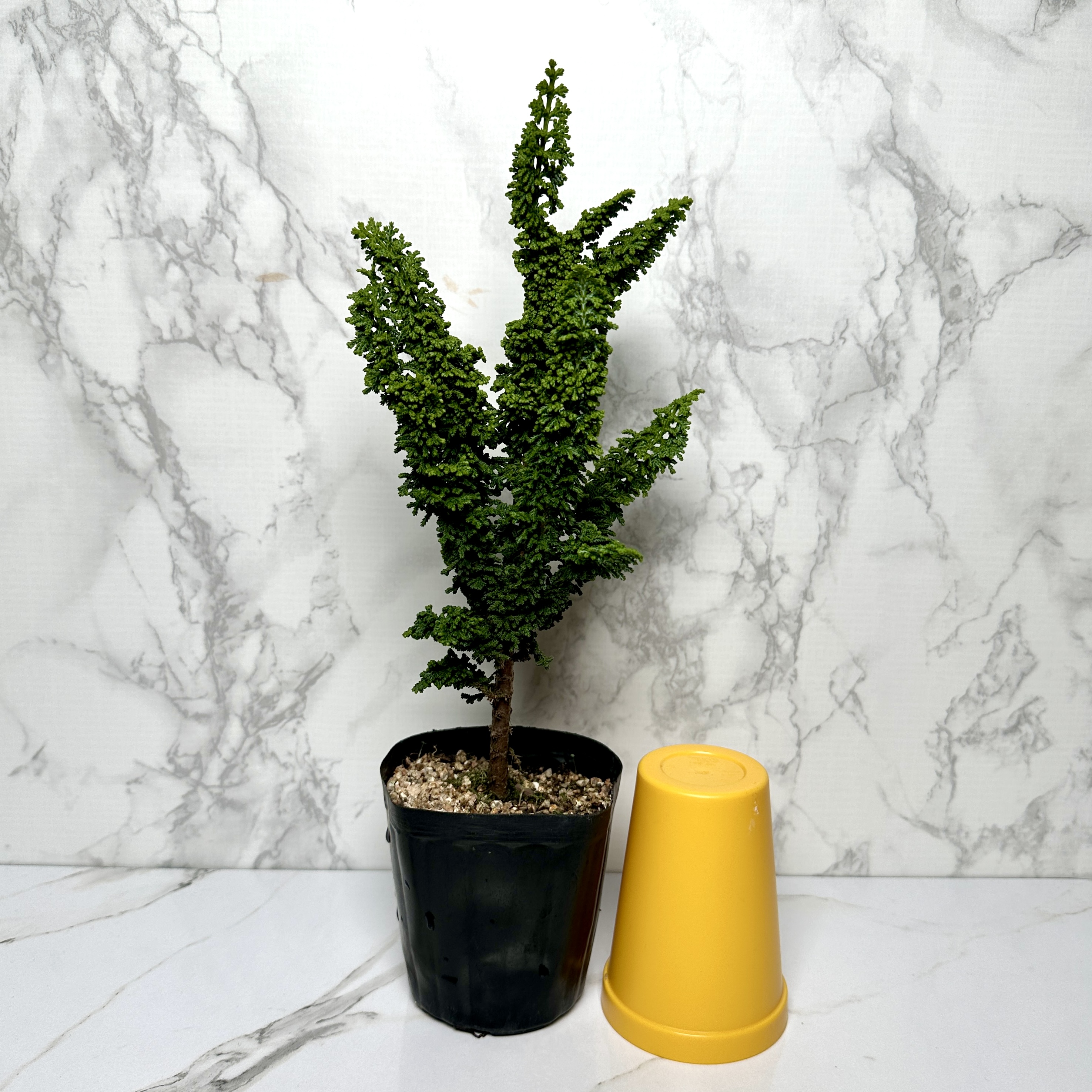 석화회 키우기 나무 분재 삽목