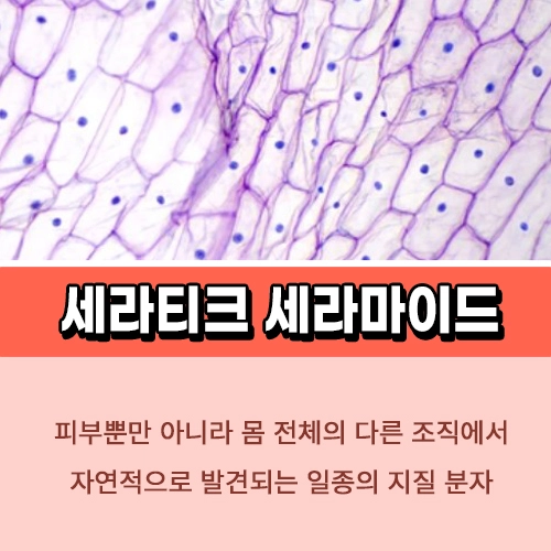 세라티크 세라마이드