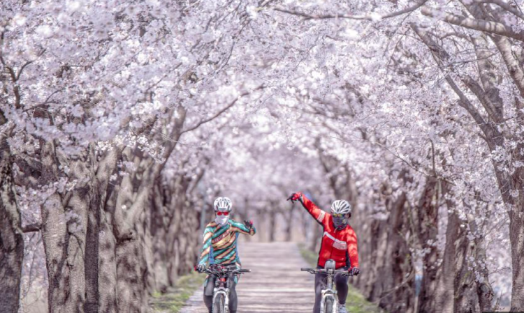 보은 벚꽃길 축제