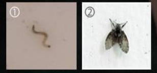 화장실 불청객 나방파리 완전박멸 꿀팁!