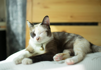 잠자는 고양이의 이미지