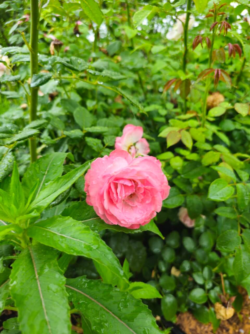 장애인 문화·예술 지원 해외사례