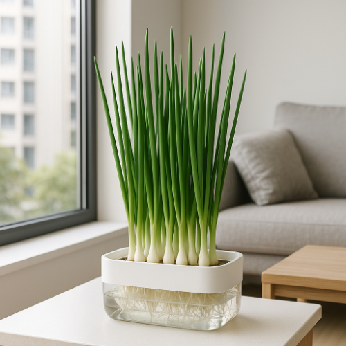 아파트 실내 농업에 적합한 쪽파 기르기 완전 가이드