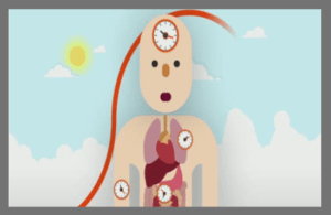 인간 체내 시간표, 생체 리듬에 대한 이야기