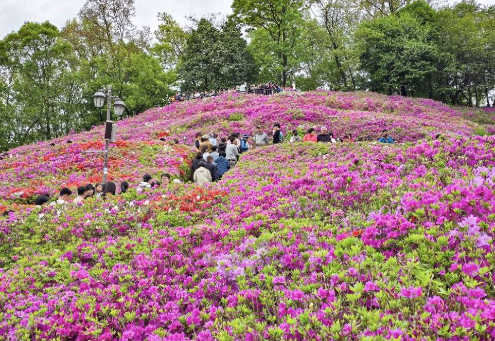 2025년 군포철쭉축제