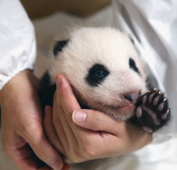 조금 큰 푸바오