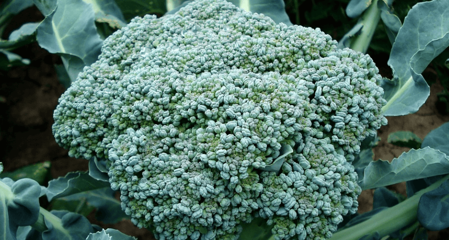 밭에서 자라나고 있는 브로콜리