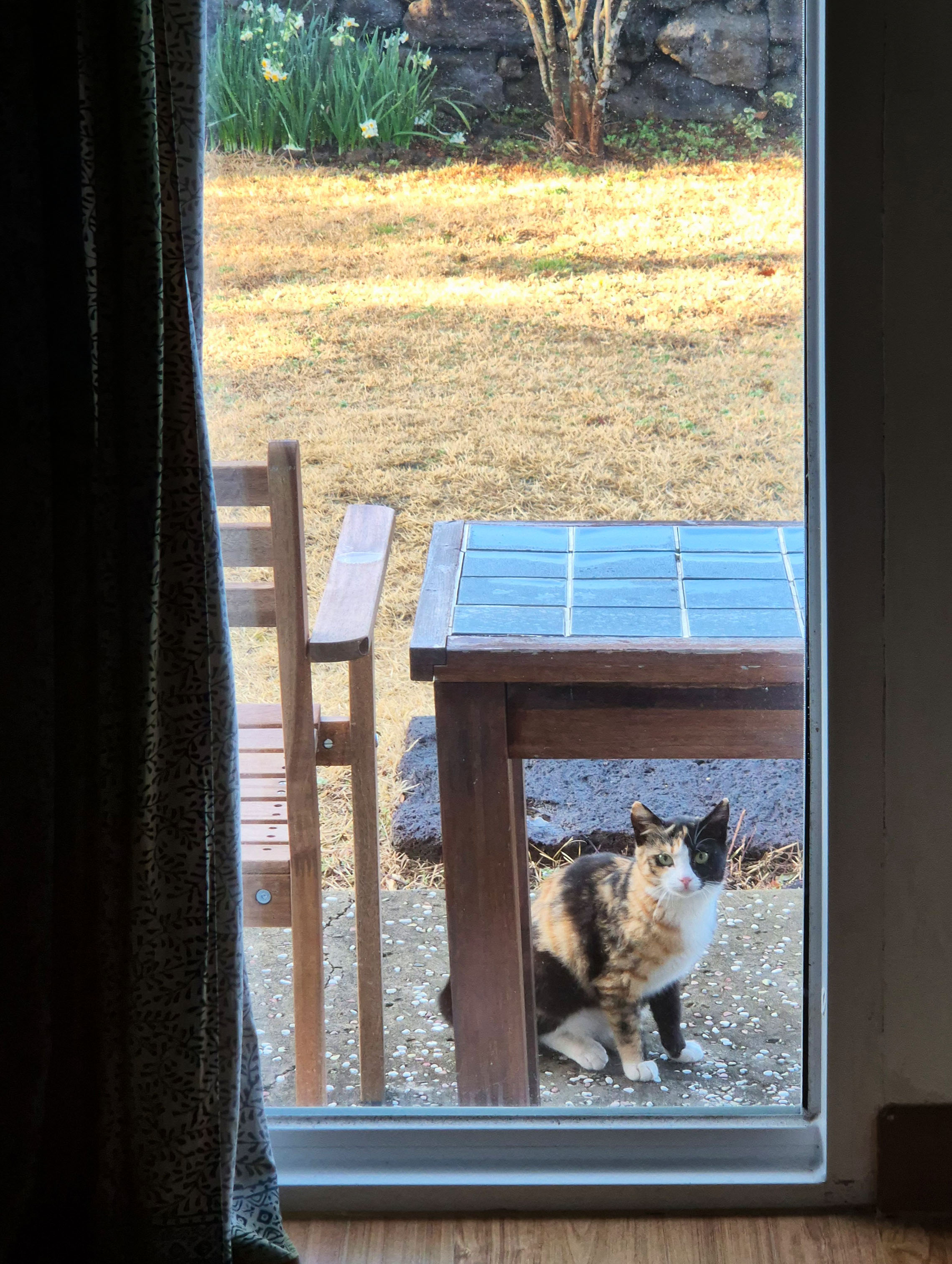 고양이 무료 이미지