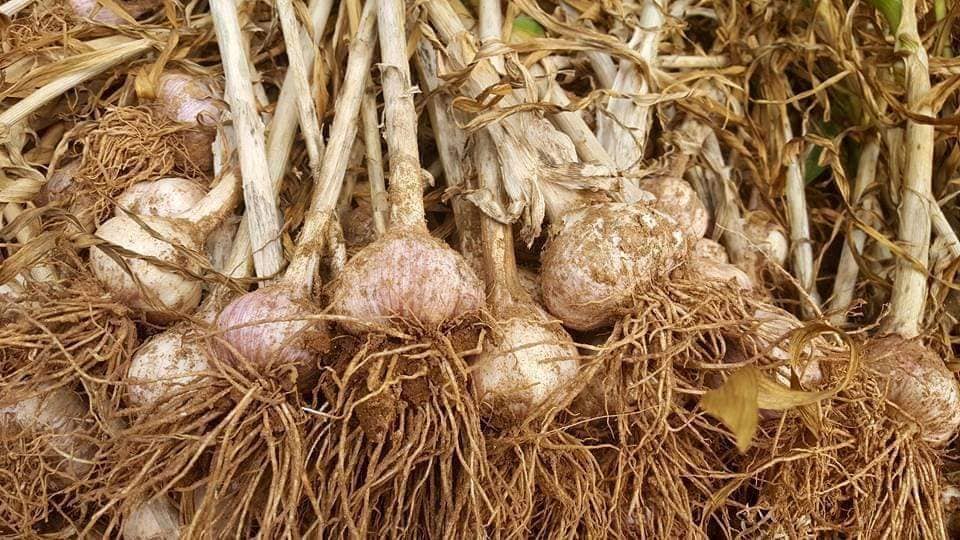 제 15회 서산6쪽마늘축제 기본일정과 프로그램 정리 나태주 한여름 한강 출연(feat문화누리카드 사용가능 및 방법 정리)