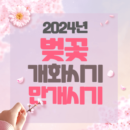 2024 벚꽃개화시기 만개시기