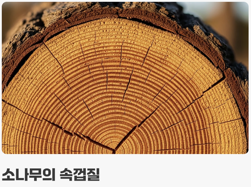 &amp;#39;송기&amp;#39;는 어떤 소나무일까?