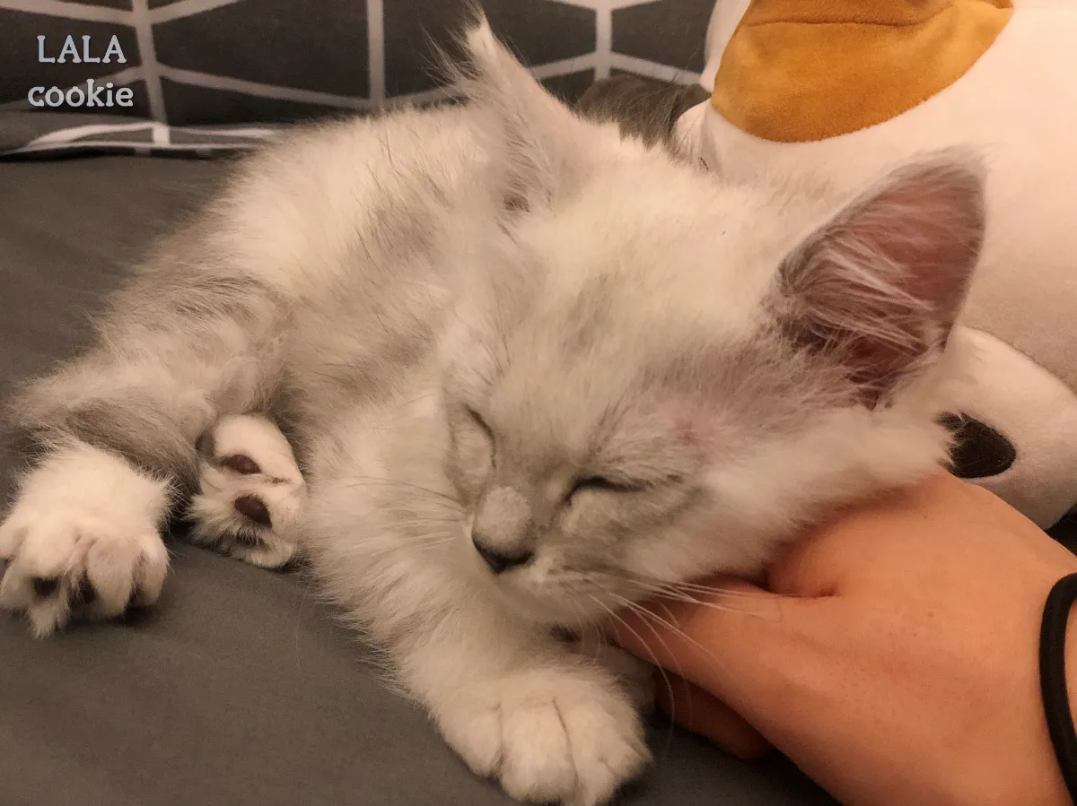 아기-고양이-사료-추천-잠자는-아기-고양이