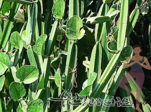 시서스 효능 부작용