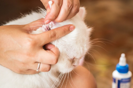 귀 청소를 하고 있는 고양이.