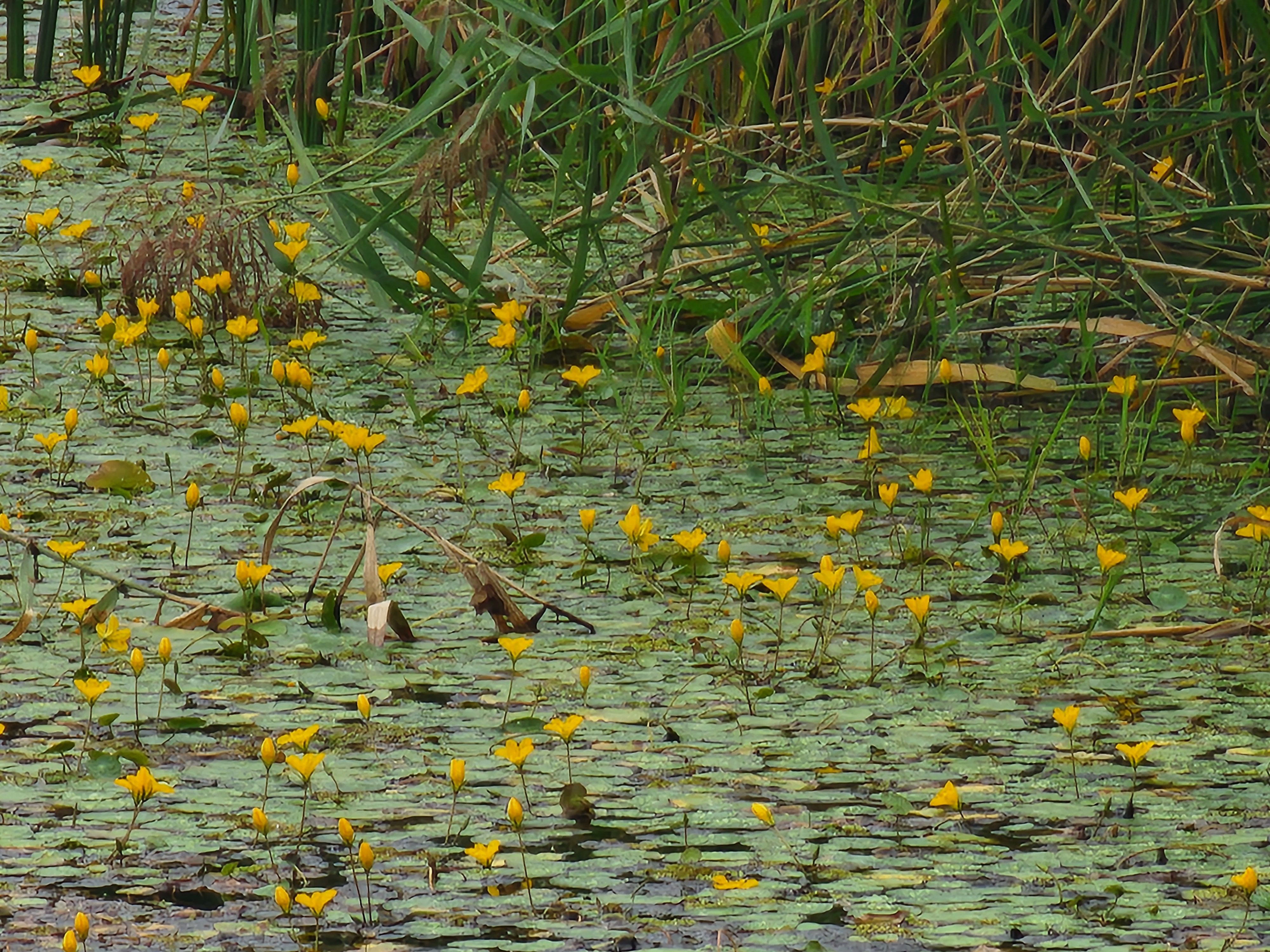 Alt 속성 문제 해결 설명 이미지