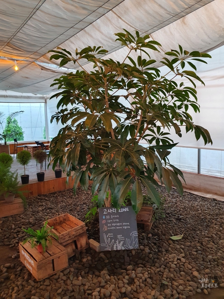 표선 보롬왓 정원