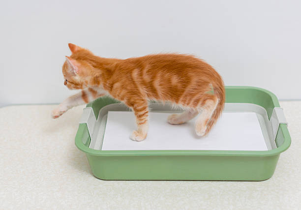 고양이 화장실 청소와 관리 요령