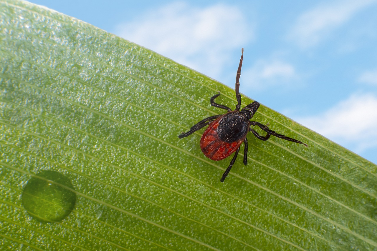 쯔쯔가무시병 쓰쓰가무시병증상 유행성출혈열